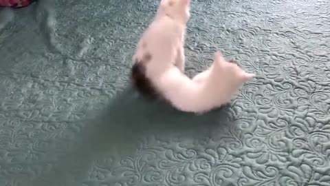 Funny and Cute Cat Video