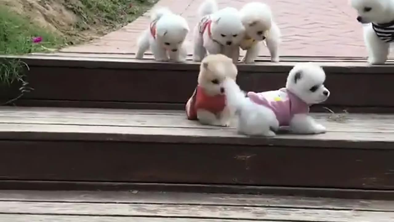 Funny and cute dogs