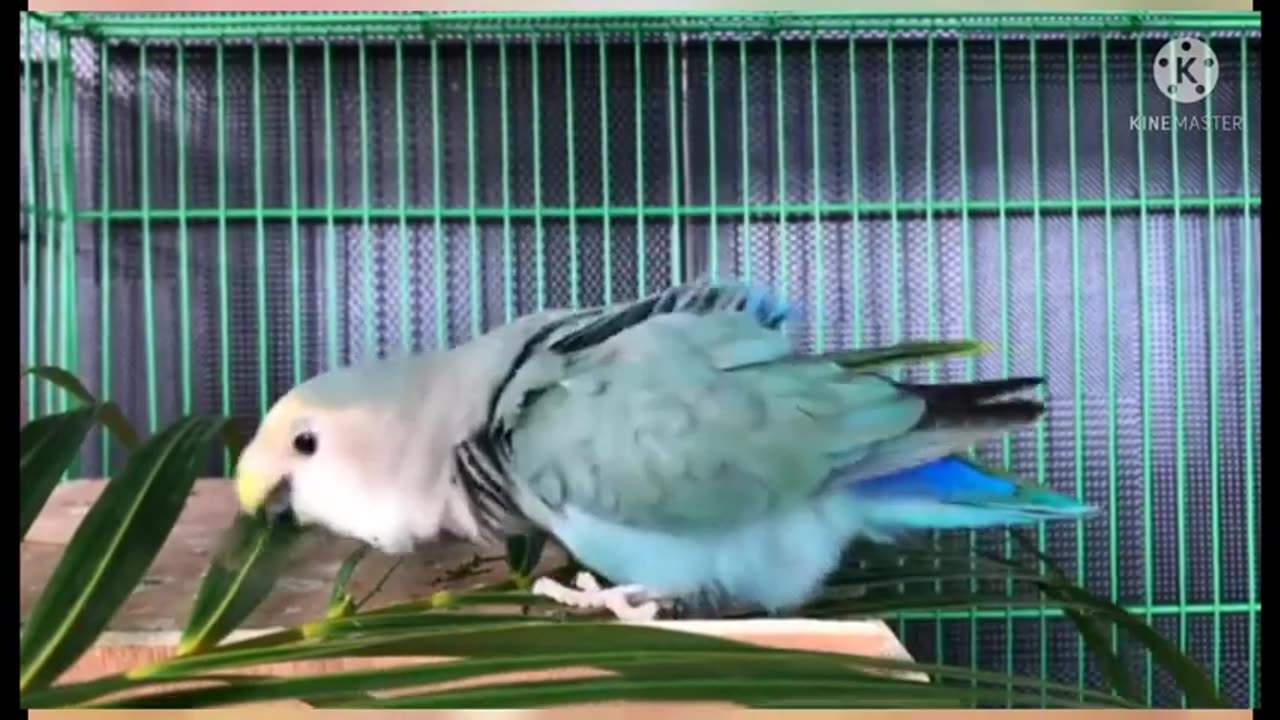 Funny and cute parrot s training parrot