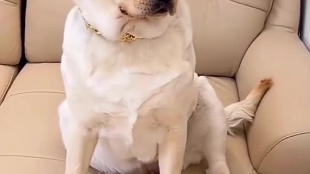 Happy little animal's Day