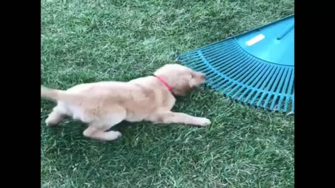 Retrievers Make It Better - Funny Puppy Videos