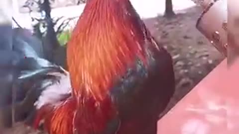 Cock Singing Song😂 | Funny Scenes |