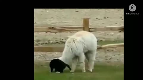 Funny animals video