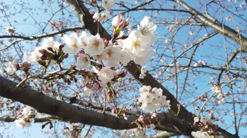 Blooming white flowers