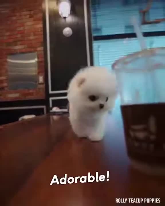 The cuttest dog you'll see today