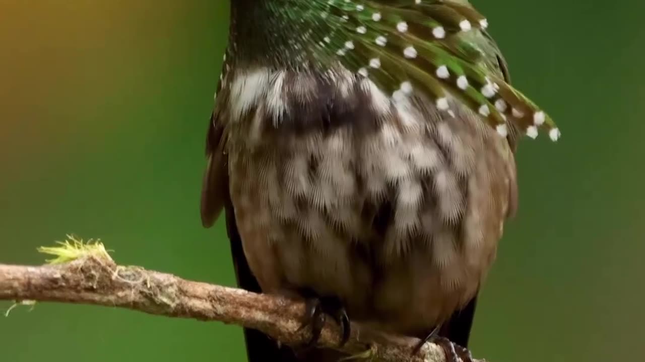 A deslumbrante beleza de um pequeno ser. Beija-flor Topetinho Verde