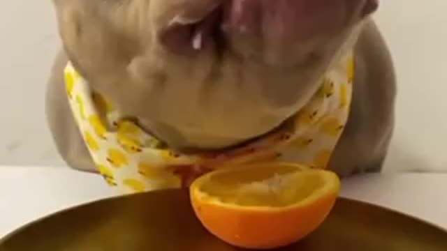 Pitbull eats