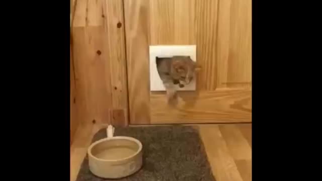 Funny Cat Videos, Don't Try Not To Laugh