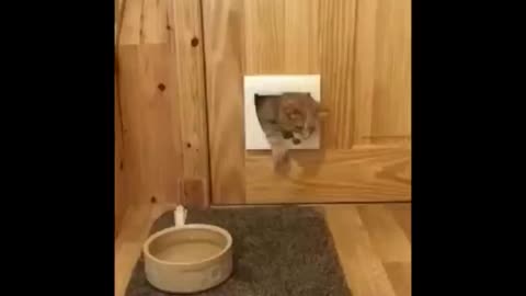 Funny Cat Videos, Don't Try Not To Laugh