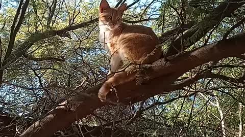 El famoso gatoo