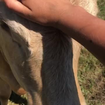 Trusting mother cow allows calf with disability to be given a sponge bath