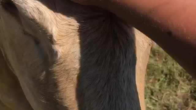 Trusting mother cow allows calf with disability to be given a sponge bath