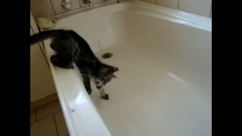 The cat fell into the tub