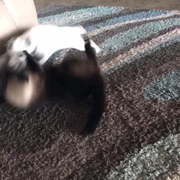 Siamese Cat Pounces At Dog After Long Staring Contest