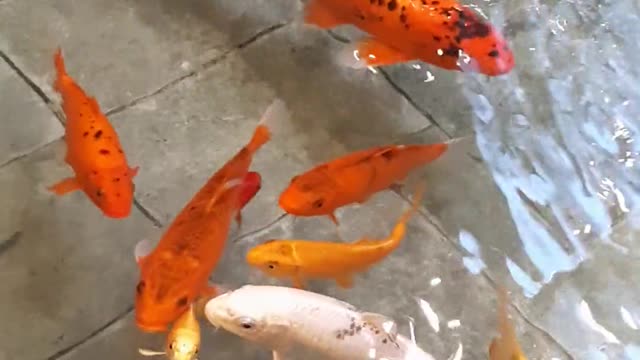 fishes-on-the-water