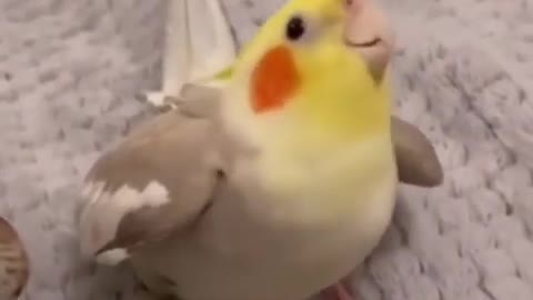 The budot bird unique talent 🥰