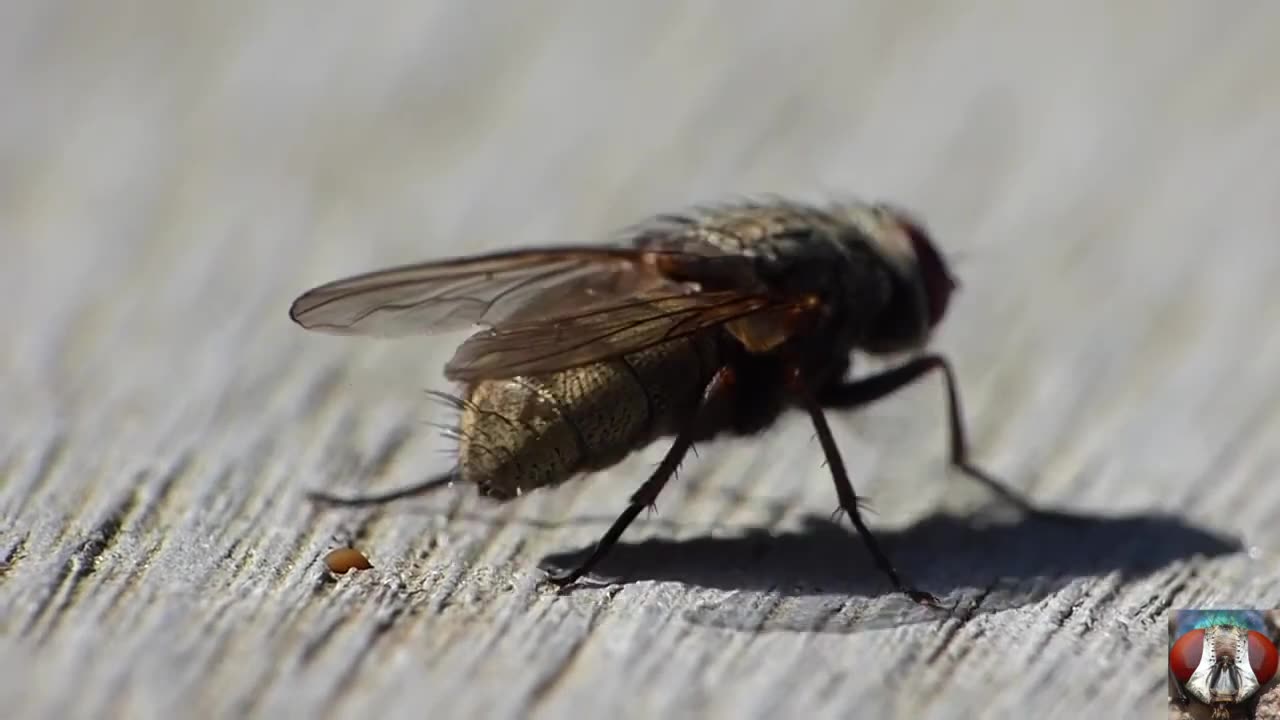 Capture the moment of Pooping Small Insect