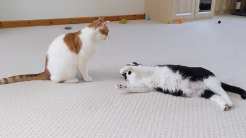 Cat Bites other cat and Makes Him Scream