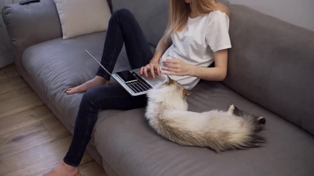 Woman is working on laptop on sofa and big cat is laying down nearby, she caress pet