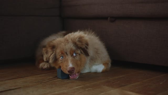 Dog is playing with toy