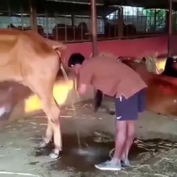 german migrants urin