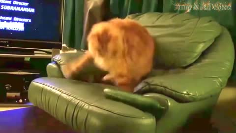 Funny cats are afraid of cucumber