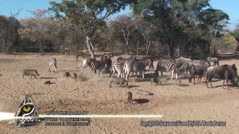 15 EXTREME Wild Animal Fights!!!