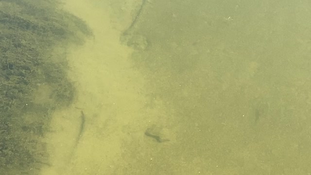 Minnows of the Humber River 29