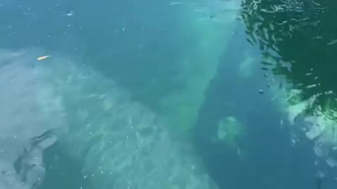 Manatees under our Kayaks