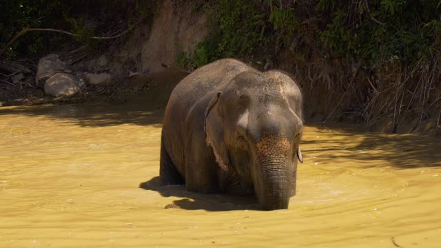 Big Elephant 🐘 in a lake