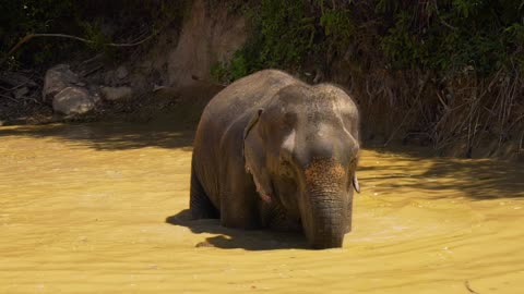 Big Elephant 🐘 in a lake