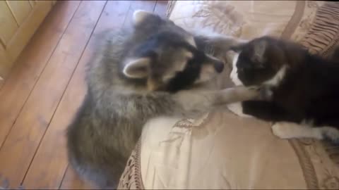 Racoon and cat friendship