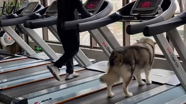 Funny dog# funnny clip #the dog in gym