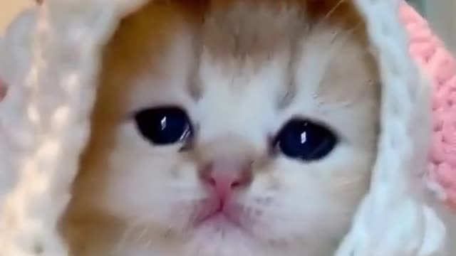 Adorable kitten Compilation Funny Video 2021 😍😂🤣