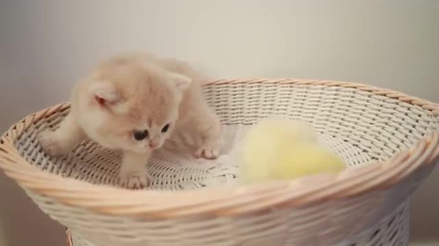 Beautiful cat playing with cute chick