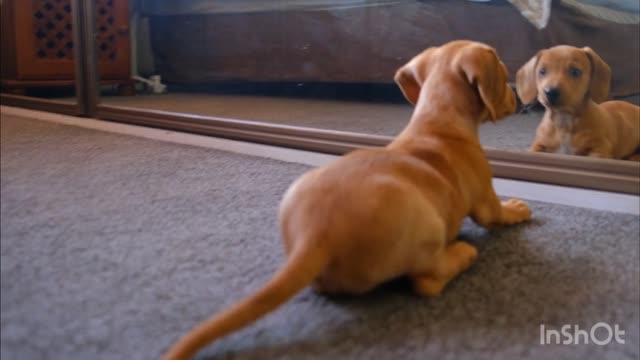 Dog plays with himself