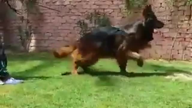 German Shepherd Long hair ready to attack