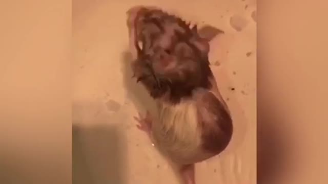 Pet Rat Cleans Itself in the Bath 🐀 SO CUTE!