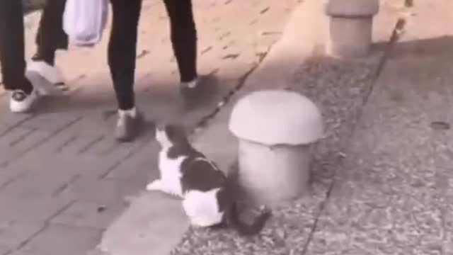 People are scared when they see a cat's trunk...