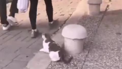 People are scared when they see a cat's trunk...