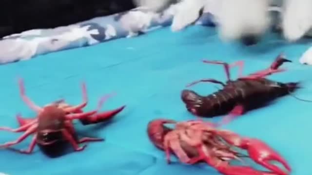 dog vs lobsters