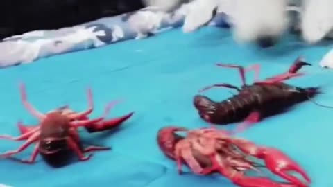 dog vs lobsters