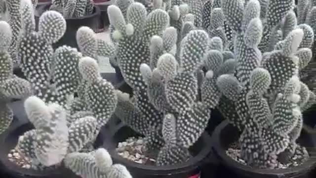 Cactus!& garden!