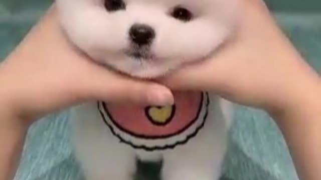 Cute dog