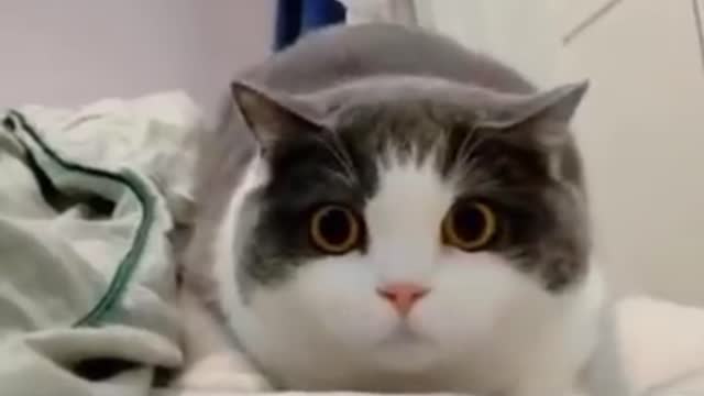 Collection of Cute Cats, Gems, Gemoy | Newest Viral Funny Cat Tik tok Videos 2020