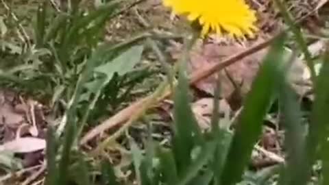 beautiful yellow flowers