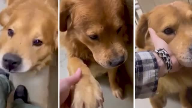 Sad Dog Can't Stop Hugging the Humans who Rescued Him at Wal-Mart!