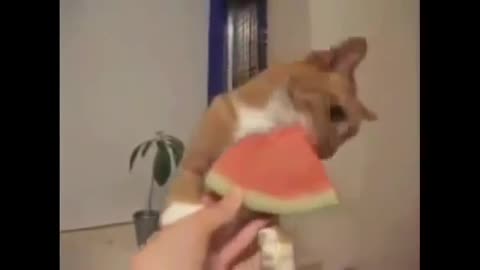 Cat eating watermelon