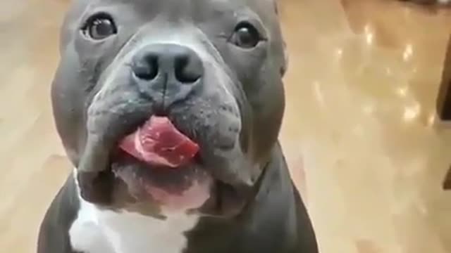 is pitbull dangerous dog?? Watch this video...