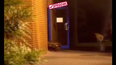 Dog Spider Prank